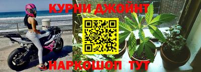 сатива Новозыбков